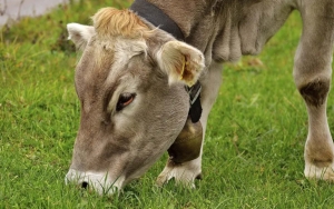 Cara Unik Penjual Sapi di Tanjung Priok Yakinkan Pembeli Hewan Kurban Sehat Bersertifikat
