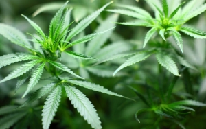 Warga Thailand Diingatkan Jualan dan Menghisap Ganja di Depan Umum Masih Ilegal