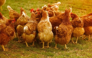 Lemak Tinggi Ayam Broiler Disbut Bisa Picu Kanker, Program Gemar Makan Ikan Harus Digalakkan Lagi?