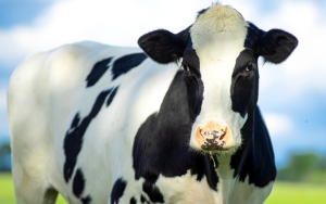 35 Ekor Sapi Kurban Siap Dibagikan Presiden Jokowi ke Berbagai Daerah untuk Idul Adha 2022