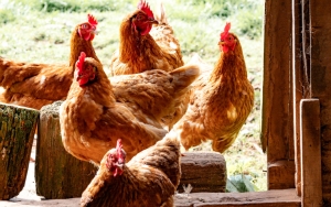 Malaysia Siap Impor Ayam Beku Tekan Harga Dalam Negeri