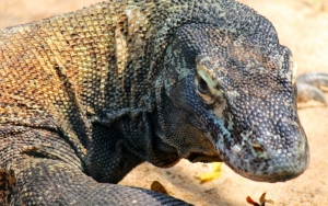 Tiket Masuk Pulau Komodo Naik Jadi Rp 3,75 Juta Hari Ini, Pelaku Pariwisata Labuan Bajo Mogok