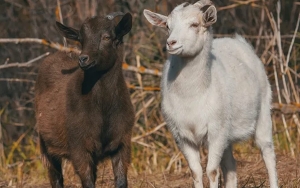 Pasukan Kambing-Domba Dikerahkan Selamatkan Barcelona dari Kebakaran Hutan