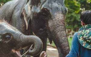 Diduga Stres Karena Cuaca Panas, Gajah di Thailand Serang Pawangnya Hingga Tewas Terbelah