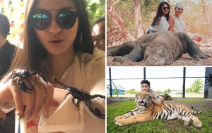 Gisella Anastasia Renang Bareng Hiu Paus, 7 Artis Ini Justru Berani Dekati Hewan Berbahaya