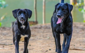 Viral Bocah Tewas Usai Digigit Anjing, Kenali Ciri-Ciri Hewan Terjangkit Rabies