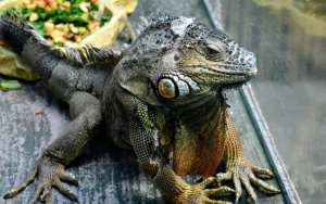 Fakta Penting tentang Iguana: Panduan Lengkap untuk Memelihara Iguana di Rumah