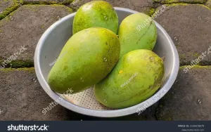 Panduan Memilih Mangga Harum Manis yang Manis dan Berkualitas