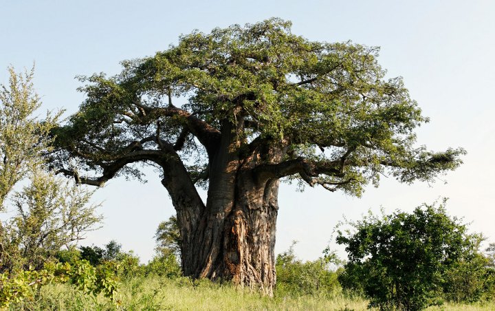 Masih Misterius, Pohon Tertua Berusia Hampir 2500 Tahun di Afrika Tiba-Tiba Mati