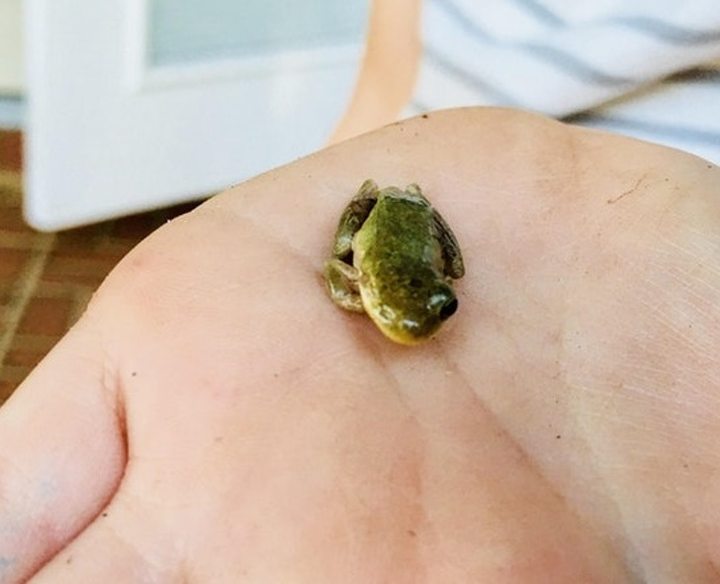 Temukan Katak Mata Satu