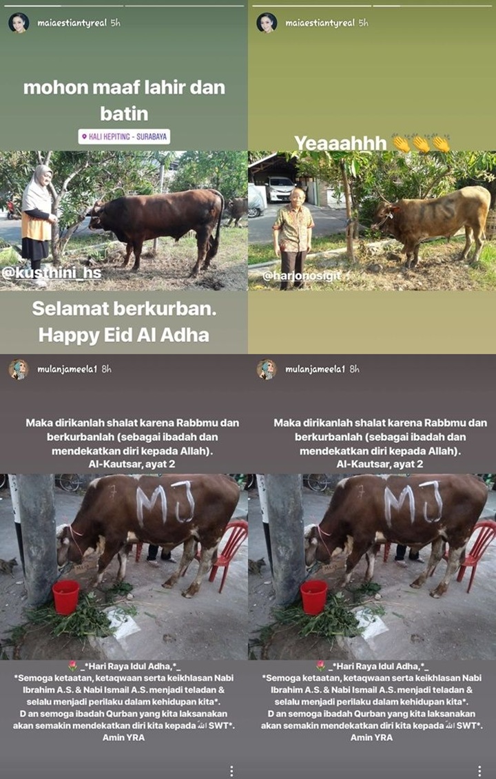 Sapi Kurban Milik Maia dan Mulan