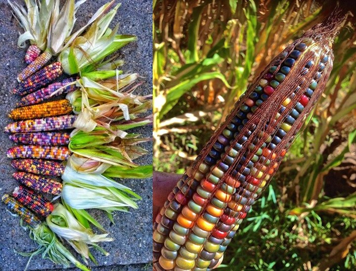 Jagung dengan Biji Pelangi