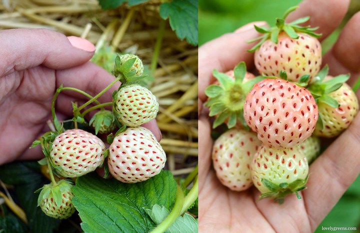 Pineberry yang Disebut Strawberry Terbalik
