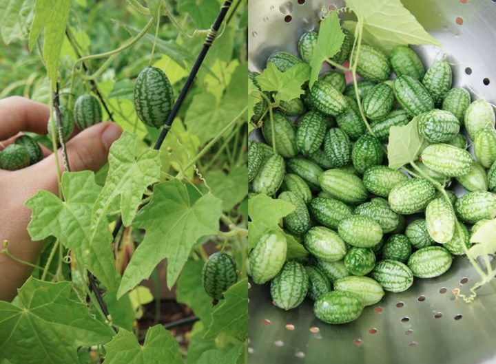 Cucamelon Melibatkan Tiga Jenis Buah