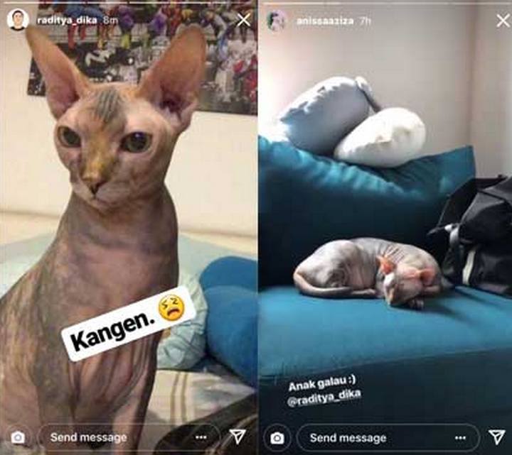 Kucing Raditya Dika