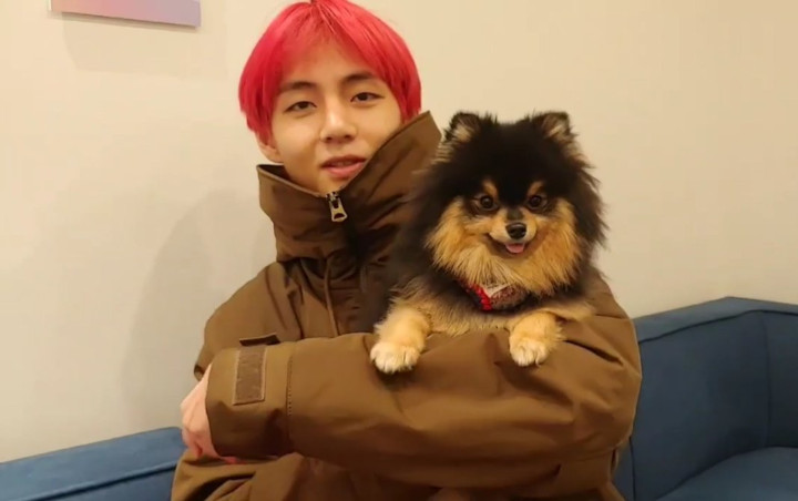 'Ganggu' Siaran V Live, Anjing Peliharaan V BTS Ini Malah Bikin Jatuh Cinta