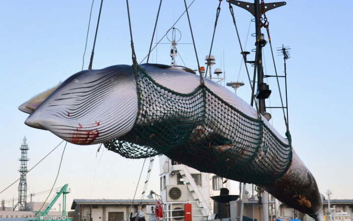 Keluar dari IWC, Jepang Kembali Legalkan Perburuan Ikan Paus