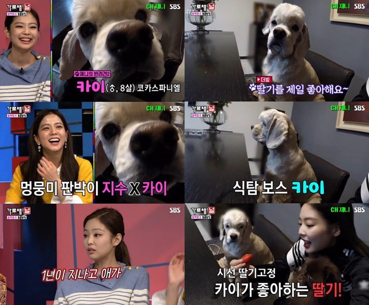 Anjing Peliharaan Jennie Dinamai Kai Hingga Jadi Sorotan, Kebetulan?