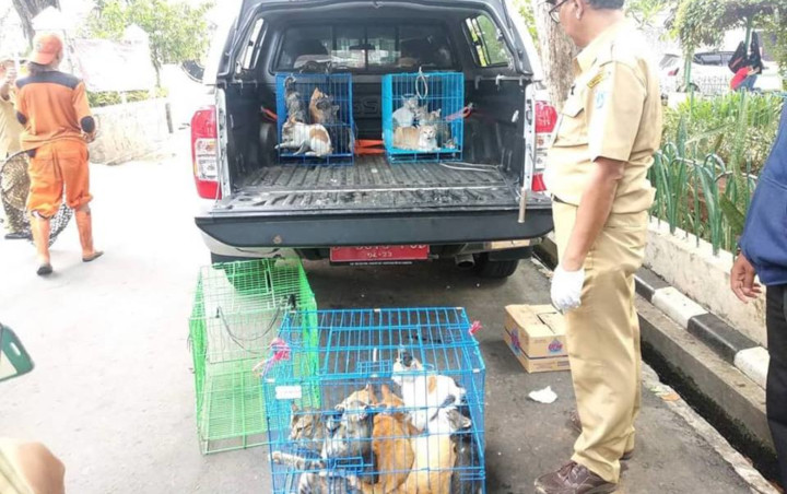 Banjir Protes Hingga Jadi Polemik, Anies Baswedan Tunda Razia Kucing dan Anjing di DKI Jakarta