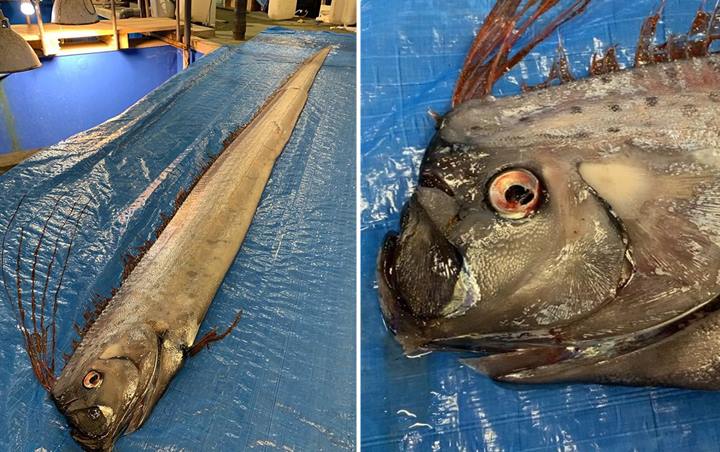 Penampakan Ikan Langka 'Pembawa Pesan dari Laut' Ini Buat Warga Jepang Ketakutan, Ada Apa?