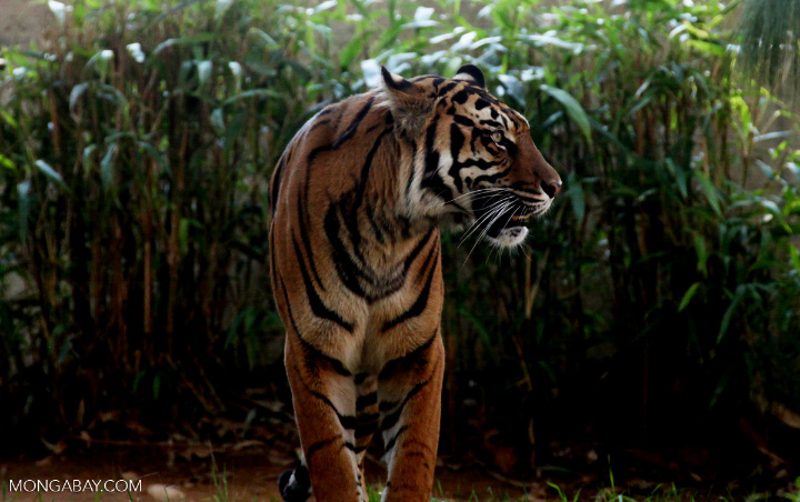 Kisah Ngeri Tim Patroli Terperangkap Bersama Harimau Hingga Hampir Diterkam di Hutan Riau