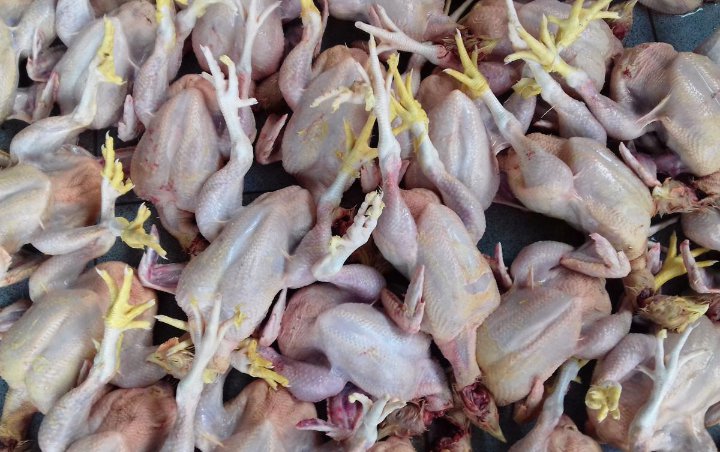Peternak di Yogyakarta Bagikan 5.800 Ekor Ayam Gratis Untuk Protes Harga Anjlok