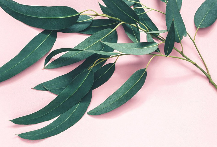 Eucalyptus Si Aroma Terapi Yang Serba Bisa