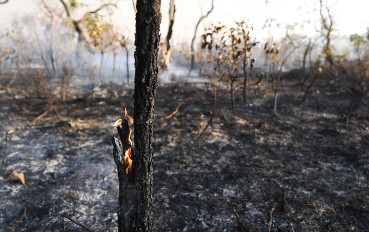 Hutan Amazon di Brazil Terbakar Hebat, Kobaran Api Terlihat Sampai Luar Angkasa