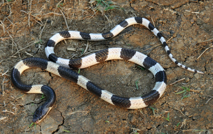 Buntut Satpam Tewas Digigit Ular Weling, Jokowi Diminta Dukung Riset Buat Antivenom