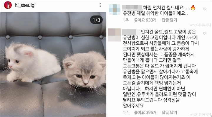 Seulgi Red Velvet Dikritik Gara-Gara Adopsi Kucing