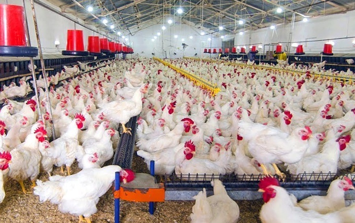 Harga Kembali Anjlok, 400 Peternak Ayam Sambangi Kemenko Perekonomian