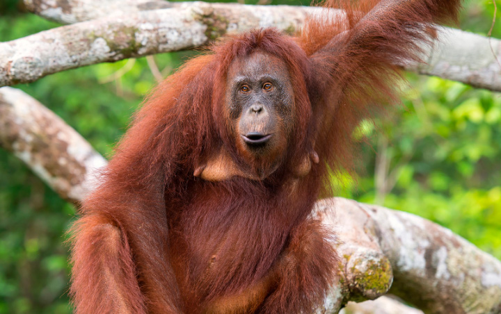 Kisah Sedih 2 Orangutan Diberi Nama Bara dan Arang Usai Dievakuasi dari Karhutla