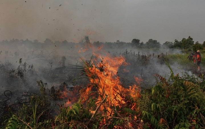 Jadi Tersangka Pembakaran Lahan Di Riau, Kakek 75 Tahun Ditangkap Polisi