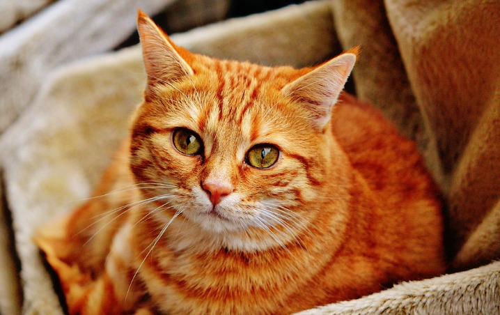 Siksa Mata Kucing Dengan Kayu, Pelaku Di Pontianak Akui Kena Guna-Guna
