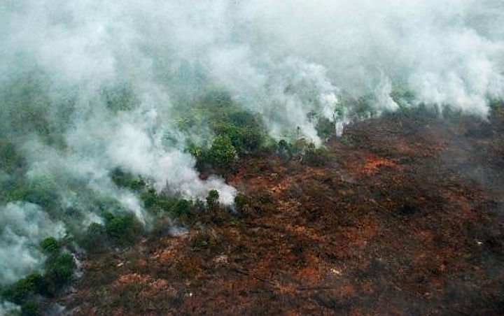 Bakar Hutan Kalimantan Tengah, Perusahaan Ini Didenda Ratusan Miliar