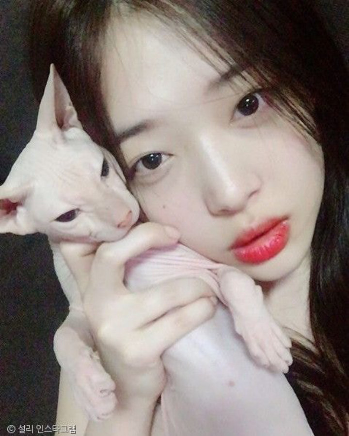 Kucing Kesayangan Sulli Kini Dirawat Kim Heechul SuJu?
