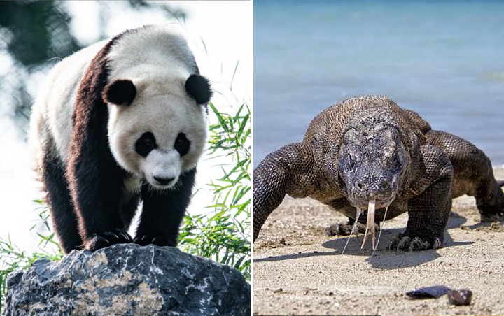  Seperti Panda Tiongkok, Komodo Bakal Disewakan?