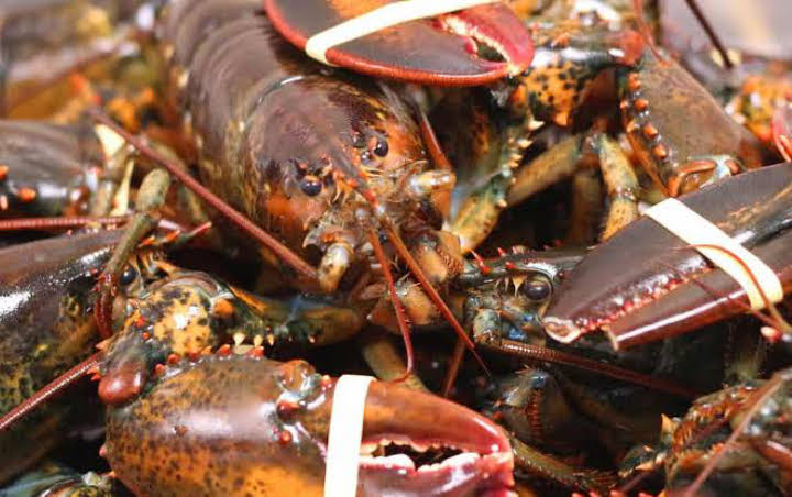 PPATK Ungkap Aliran Dana Penyelundupan Benih Lobster Capai Rp 900 Miliar