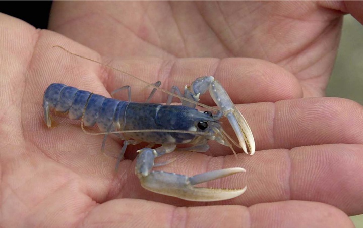 HNSI Beri Izin Ekspor Benih Lobster Asal Penuhi Syarat Ini