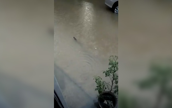 Viral Ular Besar Terciduk Berenang di Banjir Jabodetabek, Pakar Sebut Jenis Piton