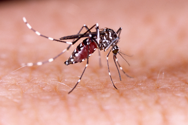 Demam Berdarah Dengue Rawan Terjadi di Musim Hujan dan Saat Banjir