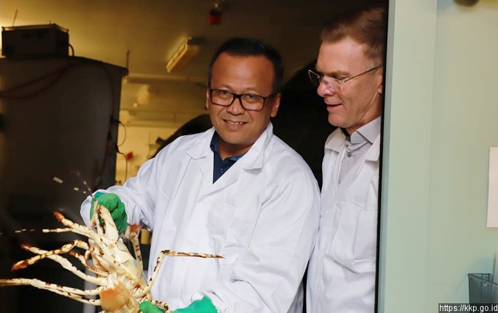 Gandeng Australia, Menteri KKP Kembali Berniat Ubah Larangan Ekspor Benih Lobster