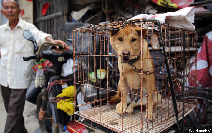 China Keluarkan Draft Larangan Makan Daging Anjing, Begini Kata Pakar