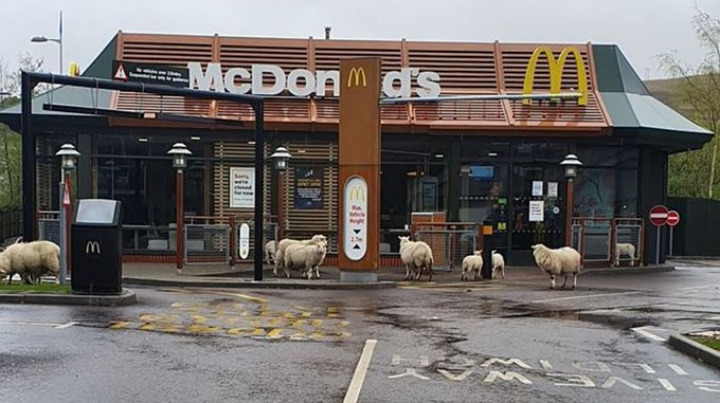 Viral Sekumpulan Domba di Inggris \'Main\' ke McD Saat Lockdown