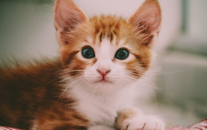 Viral Aksi Biadab Anak Kucing Diinjak Sampai Mati, Hal Tak Terduga Ini Alasannya