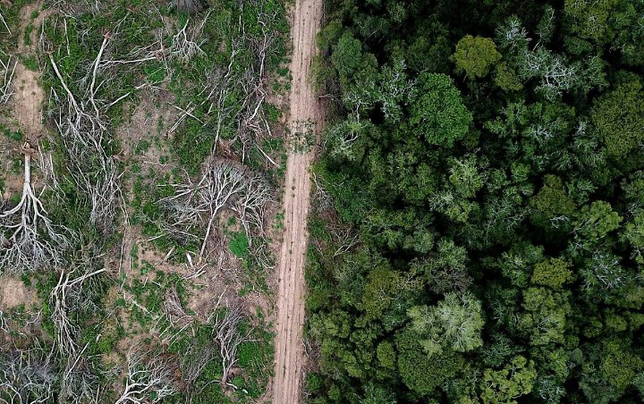 Penebangan Hutan di Amazon Semakin Tinggi di Tengah Pandemi Corona