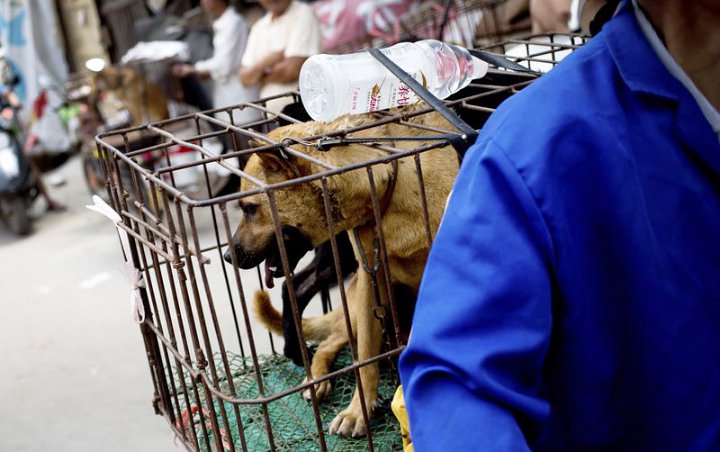 COVID-19 Tak Hentikan Tiongkok Gelar Festival Daging Anjing, Ini Kata Organisasi Perlindungan Hewan