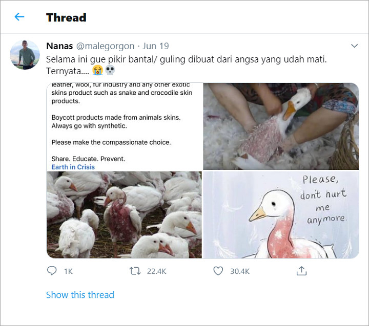 Sadis! Viral Video Pembuatan Bantal Bulu, Dicabuti Dari Angsa Hidup