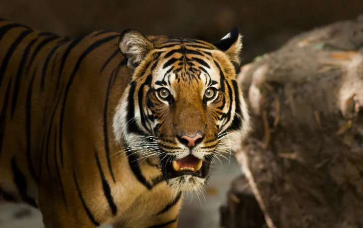 Harimau Sumatera Mati di Perkebunan Aceh, Terdapat Pendarahan Diduga Keracunan