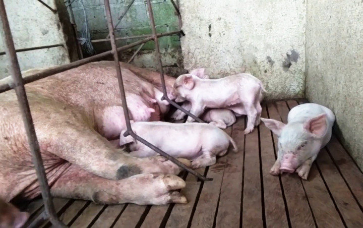 Tiongkok Ungkap Potensi Flu Babi Menular ke Manusia, Kemenkes Terus Lakukan Pantauan